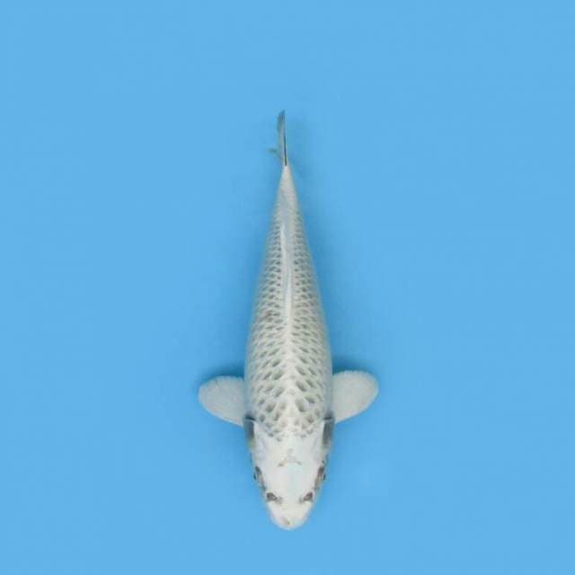 BKS ( GIN MATSUBA 34 CM )