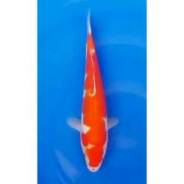 Inazuma Kohaku Doitsu Original 24cm (F)