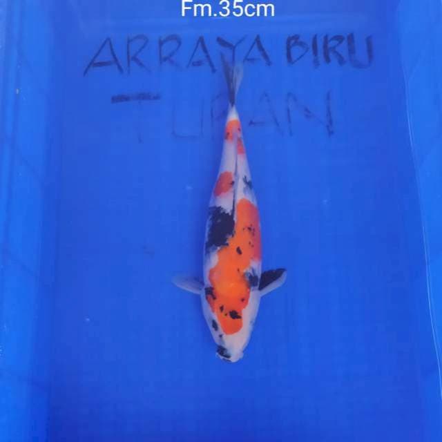 SHOWA SQ TATEGOI 35cm