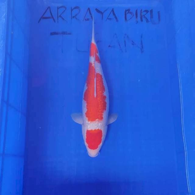 KOHAKU GINRIN Show Quality 38cm