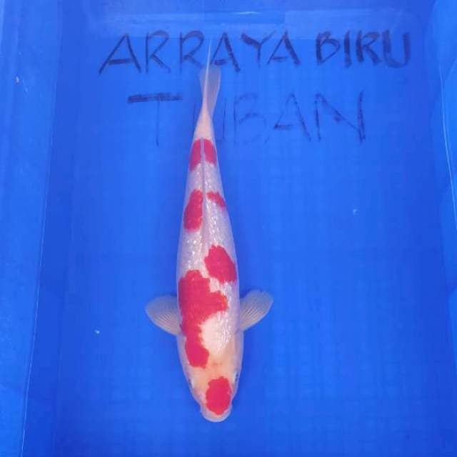 KOHAKU GINRIN SHOW QUALITY 40cm