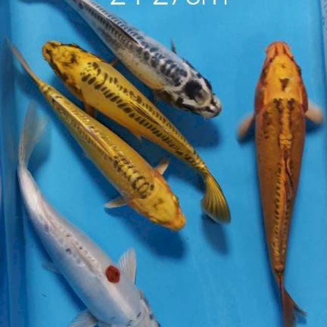 Paket antik 24-27cm