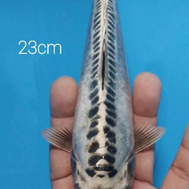 Antik 23 cm