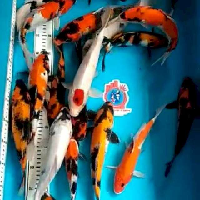 mix Murah 24ekor ukuran 22-25-30cm