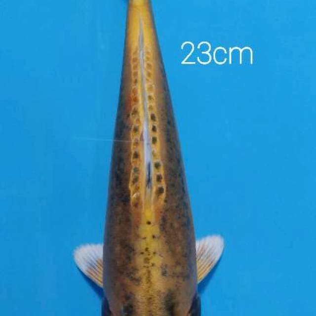 Antik 23 cm