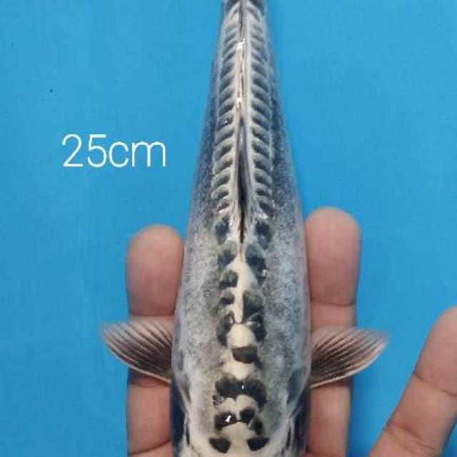Antik 25cm