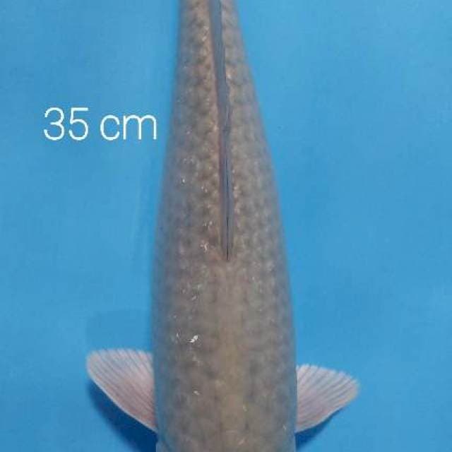 Soragoi 35 cm