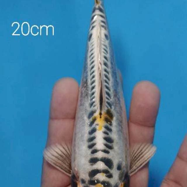 Tc kiko 20 cm