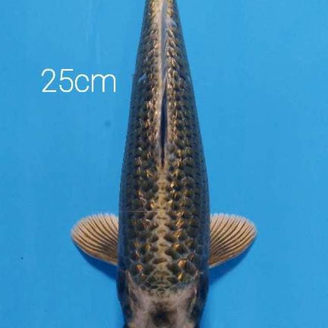Mukasi ginrin 25 cm