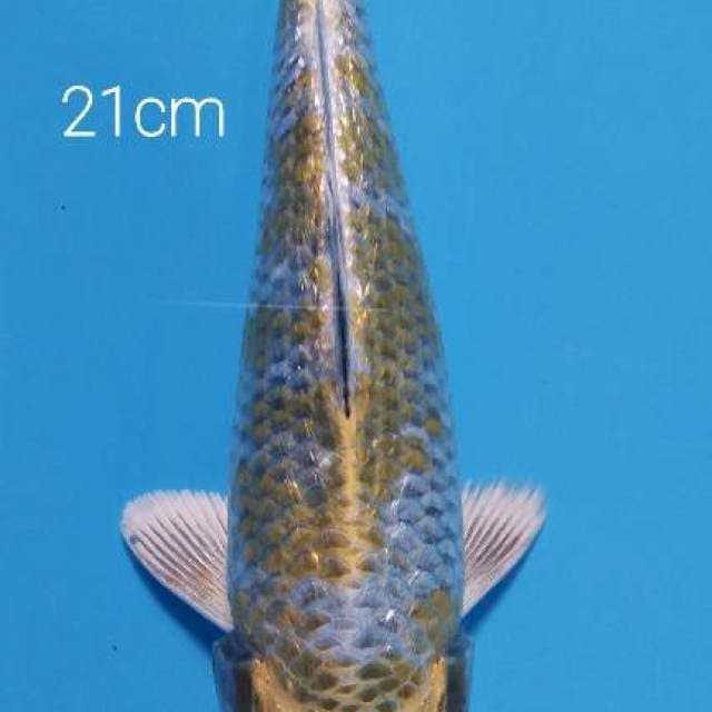 Antik 21 cm