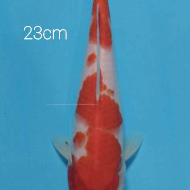Kohaku 23 cm