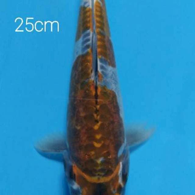 Kiko inazuma original 25 cm