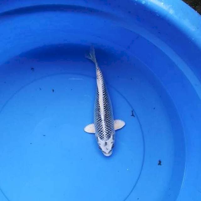 Gin matshuba semox 25 cm