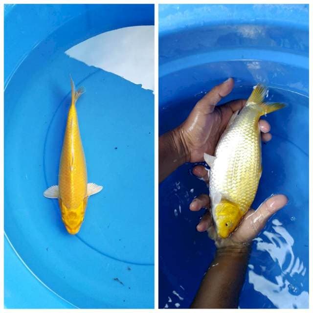 Penjinak kolam punuk 26 cm