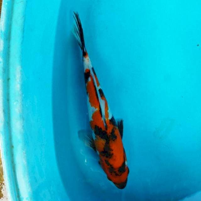 Jantan 27 cm