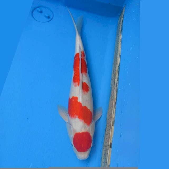 Maruten Sandan Kohaku
