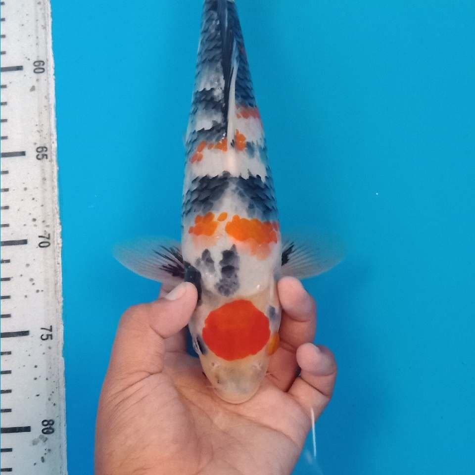 Kindai showa 30cm