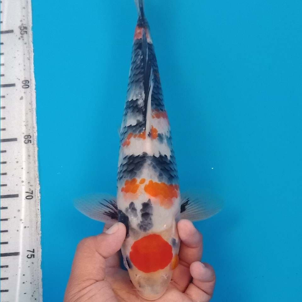 Kindai showa 30cm