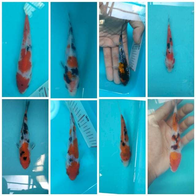 Mix Tategoi bahan bangunan ori 15bu