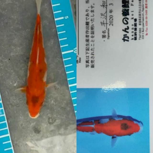 Goshiki 19cm Kanno Koi Farm