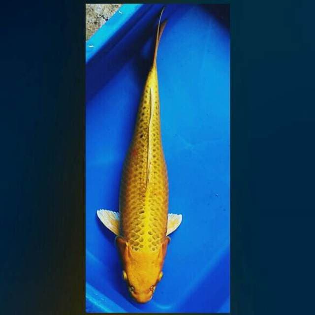 Yellow matsuba 40cm