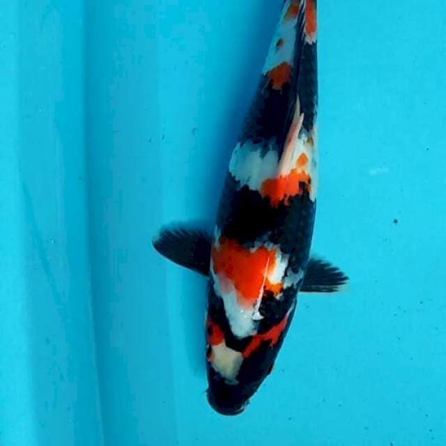 Showa munuk 30cm