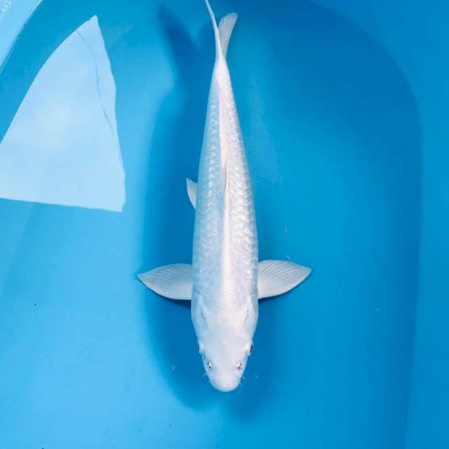 Platinum Ginrin, male 40 cm
