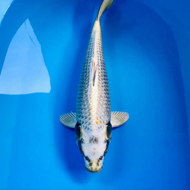 Mukashi Ogon, 40 cm