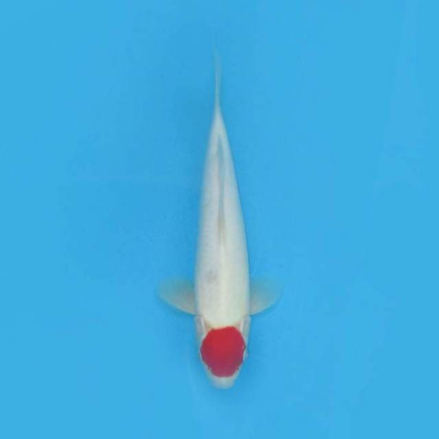 Bulatan merah (tancho)