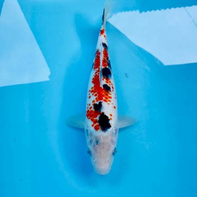 Sanke Kanoko, 28 cm
