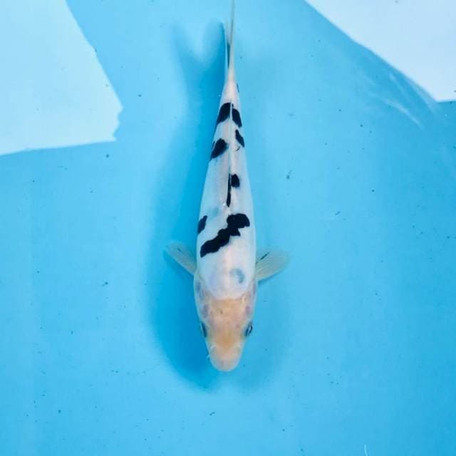 Bekko Doitsu murni, 20 cm