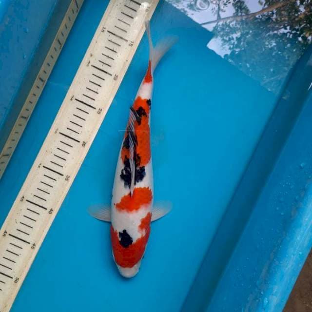 Super strong sanke 32cm Female
