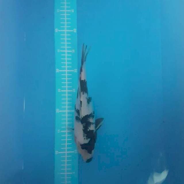 Shiro 29cm,
