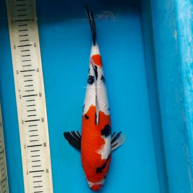 Strange showa 34cm Male