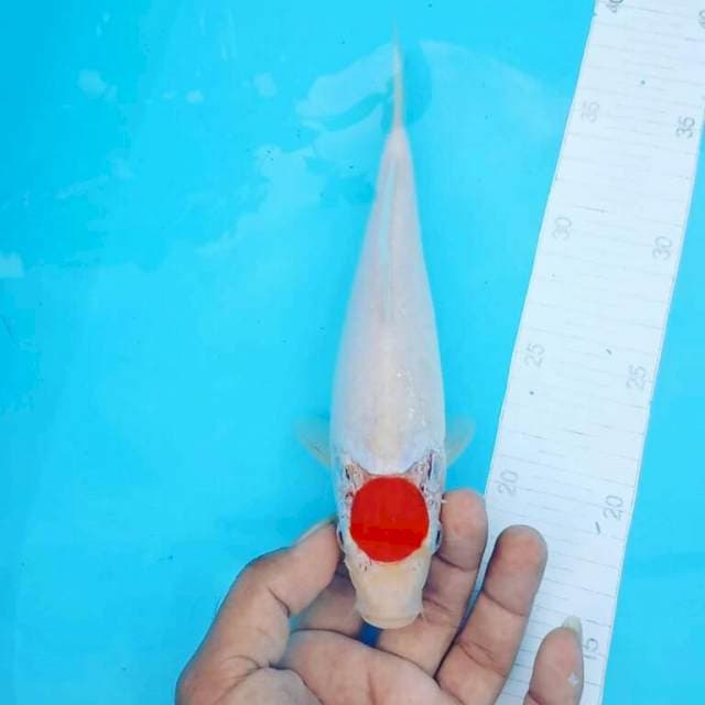 Agp tanco