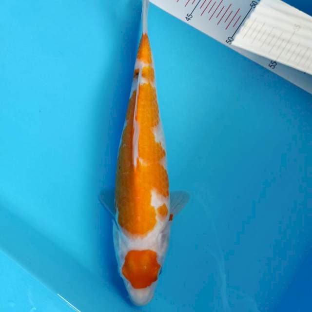 Maruten sanke 29cm