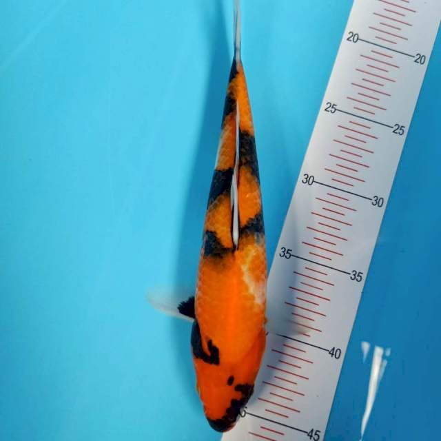 Hi showa 27cm