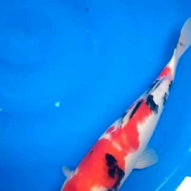 Kohaku sanke 35up