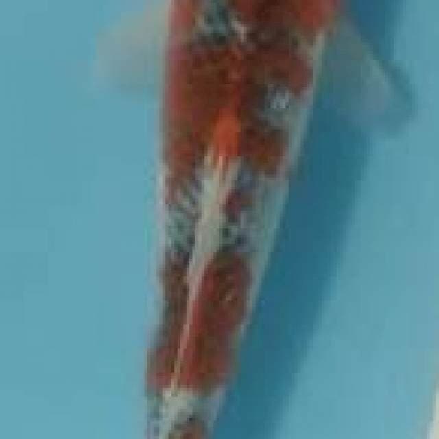 Gosiki 25cm