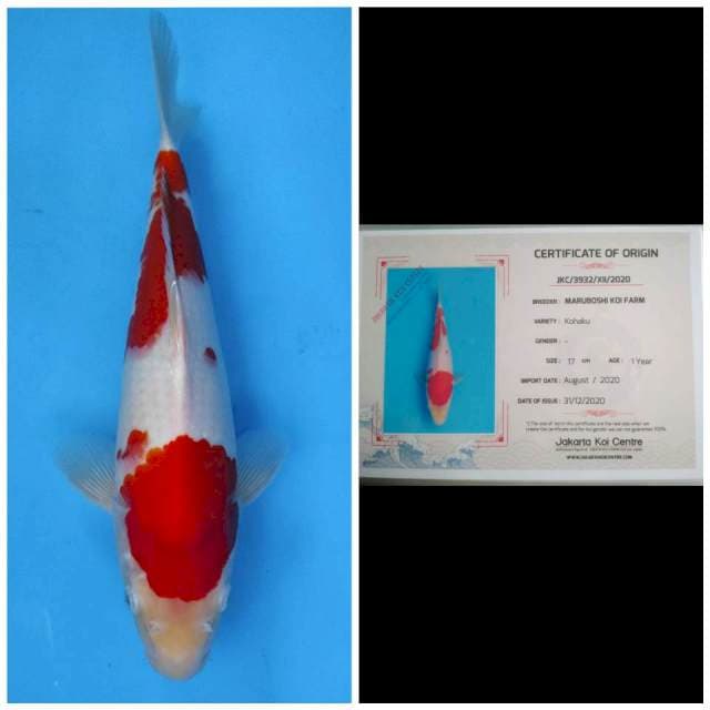 Maruboshi Kohaku