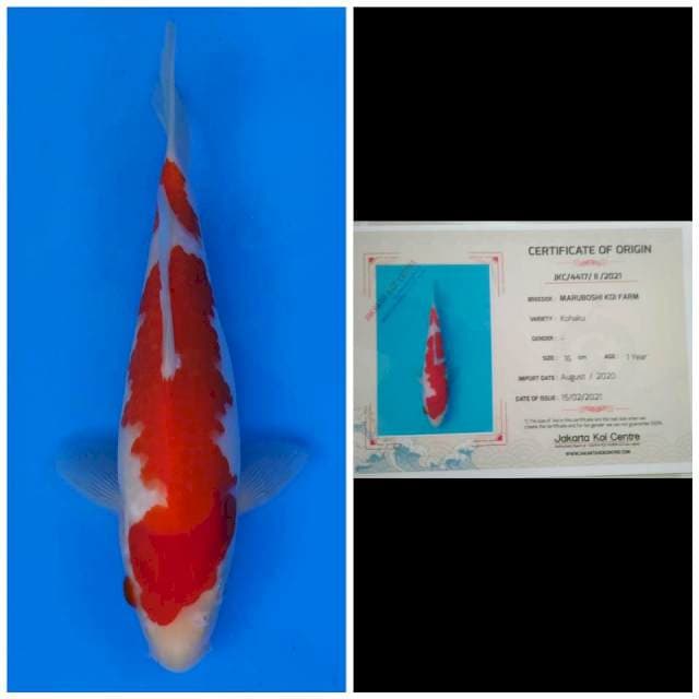 Maruboshi Kohaku