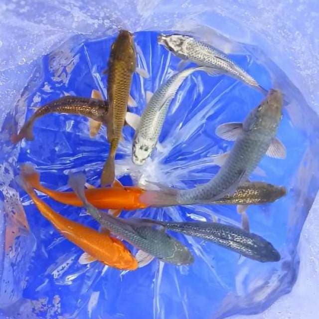Mix penjinak kolam 10 ekor