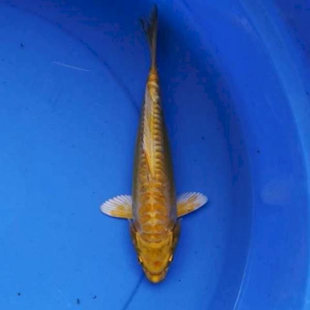 Doitshu mantap 24 cm