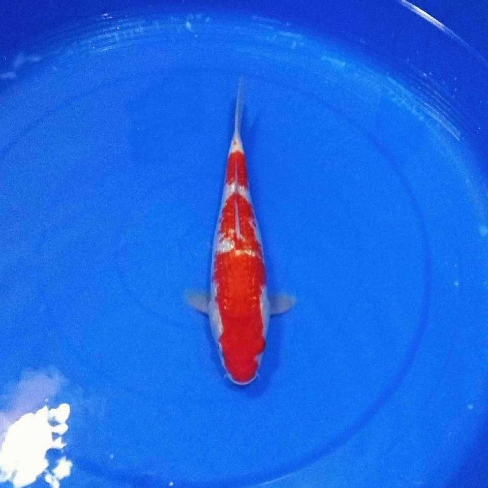 Kohaku