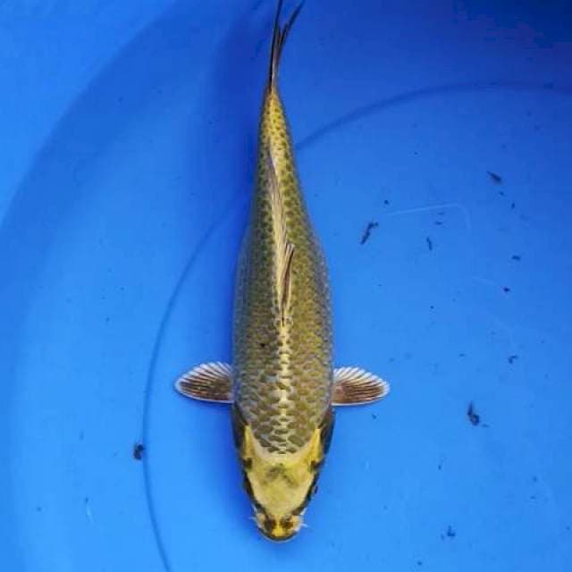 Ki matshuba sueemmookk 26 cm