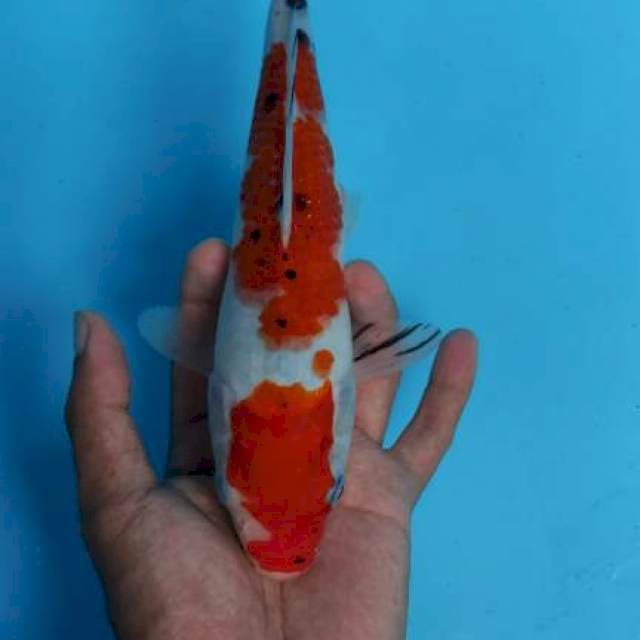 Sanke 25Cm