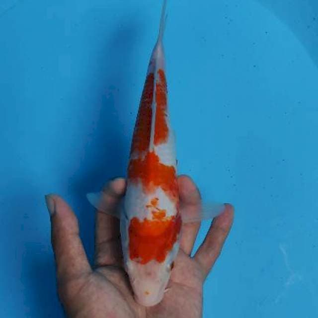 Kohaku 25cm