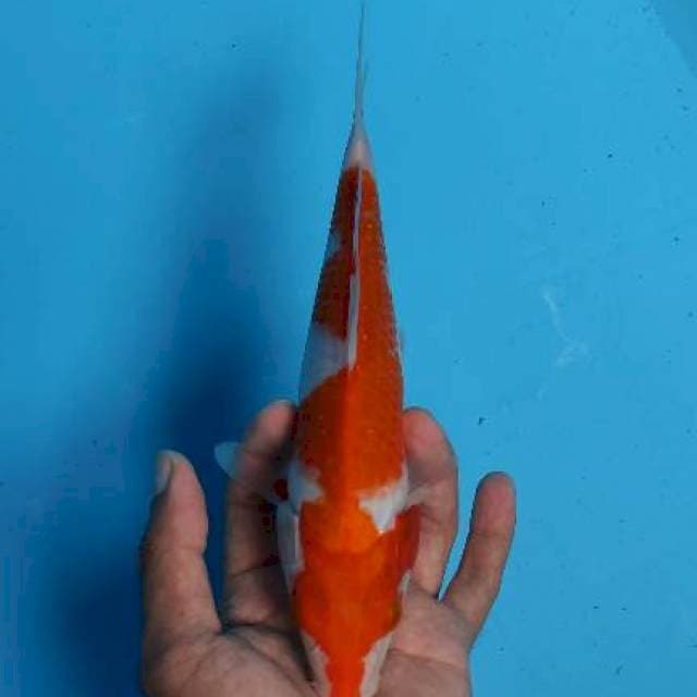 Kohaku Inazuna