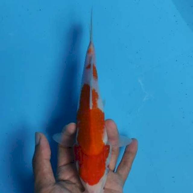 Kohaku