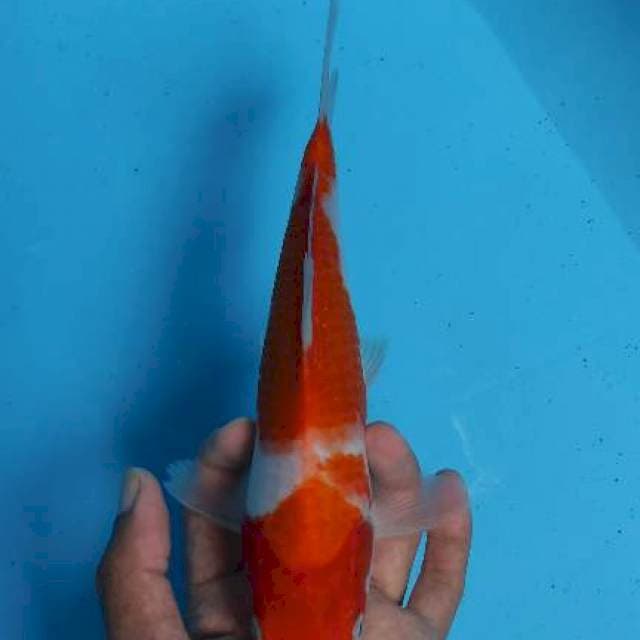 Kohaku